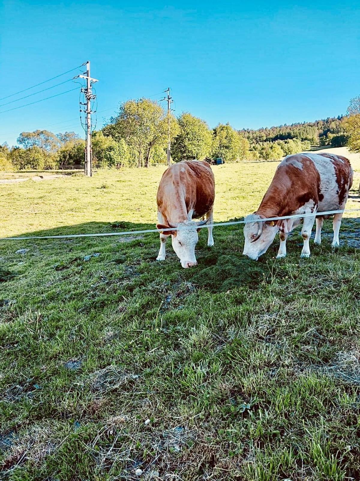 Chata Pod Wyciagiem Wańkowa Exterior foto
